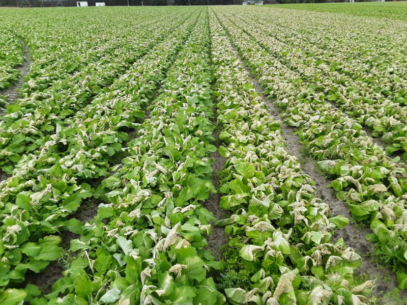 Cold damage to turnip (left of center) and mustard (right of center). The plants will recover, but the harvest will be delayed by a few weeks.