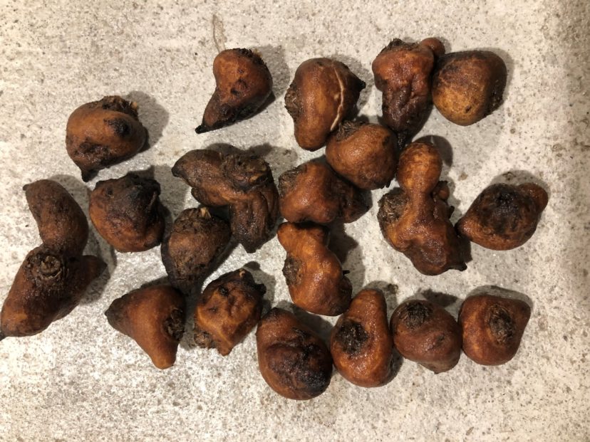 Corms after soaking.