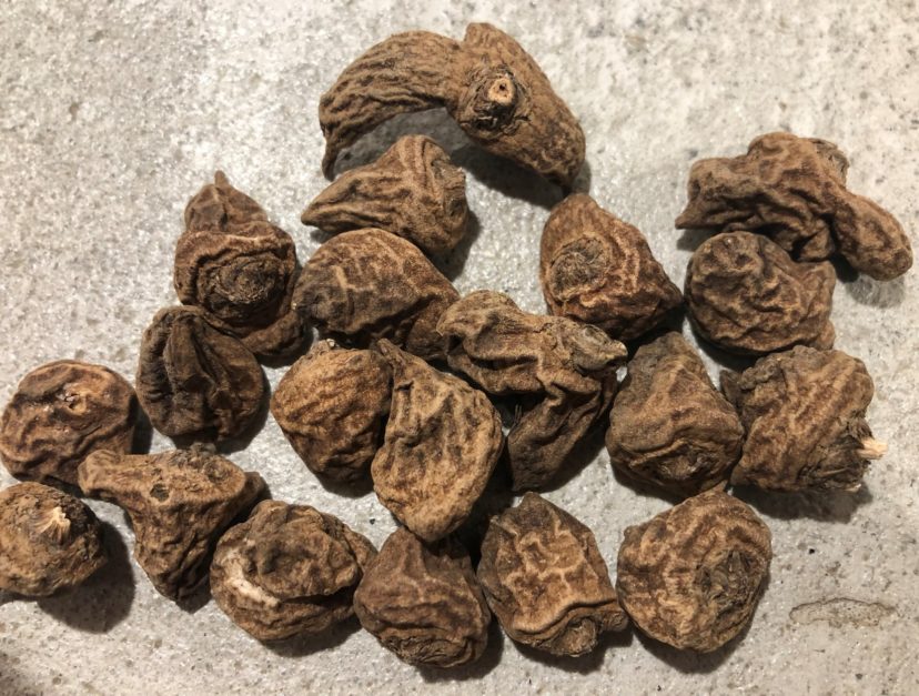 Corms prior to soaking.