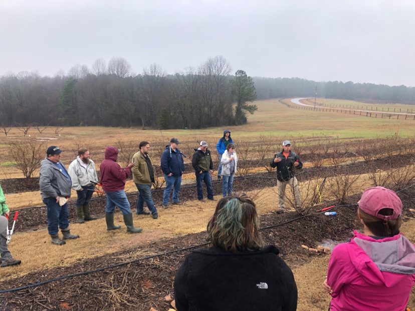 Extension Agent Bruce McLean teaching blueberry pruning.