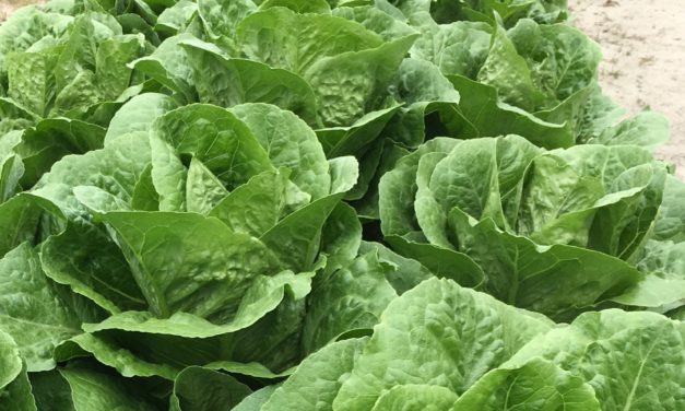 Farming Foundations Online Farming School