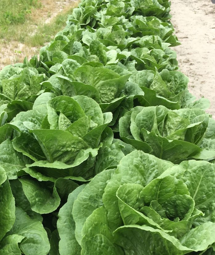 Farming Foundations is a free online course that teaches farmers the knowledge they need to get their farms moving in the right direction.