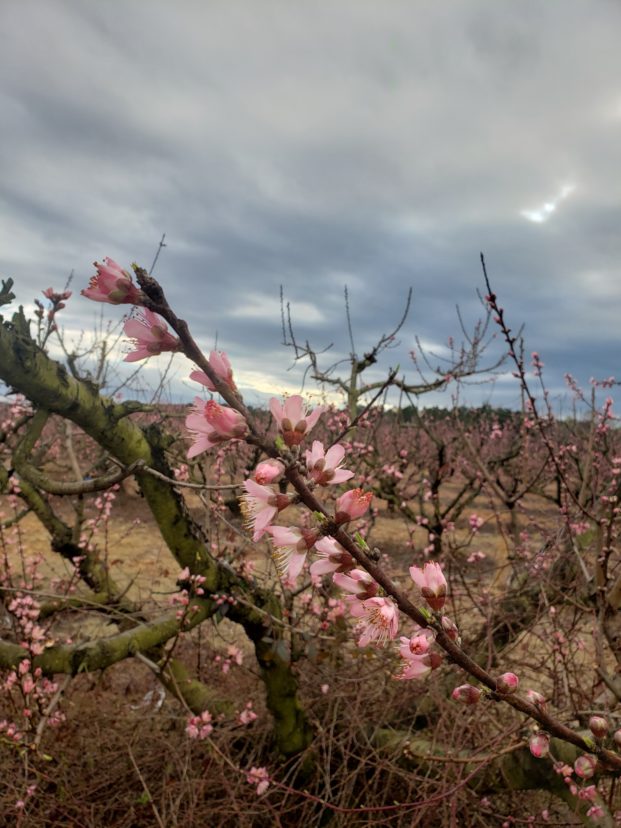 First peach blooms for 2022 in the ridge area.