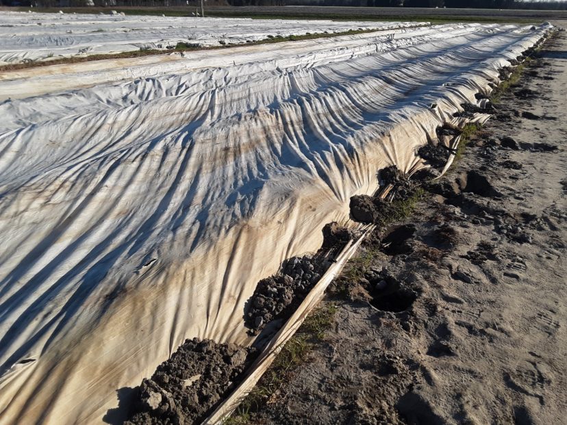Growers did a good job of anchoring the edges of their row covers. This was necessary as Saturday was extremely windy.