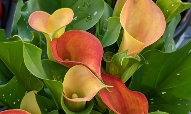 Calla Lily