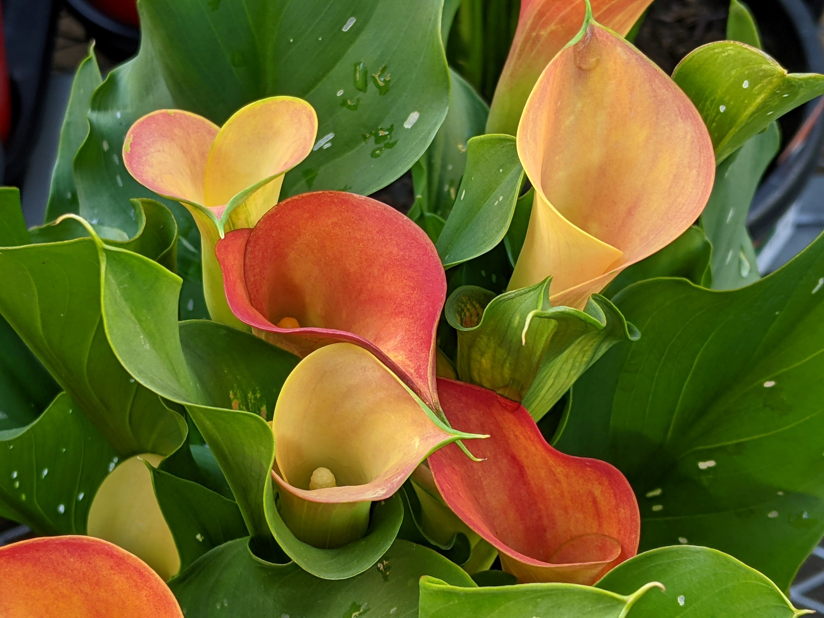 Are Calla Lilies Bad Luck