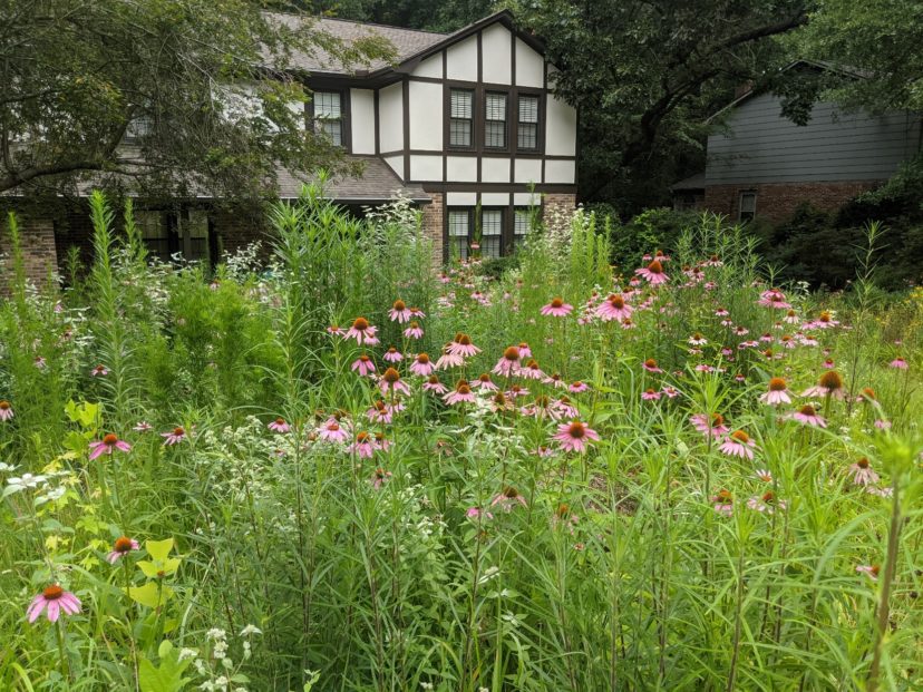 I fully embraced a wild home landscape to help my local ecosystem.