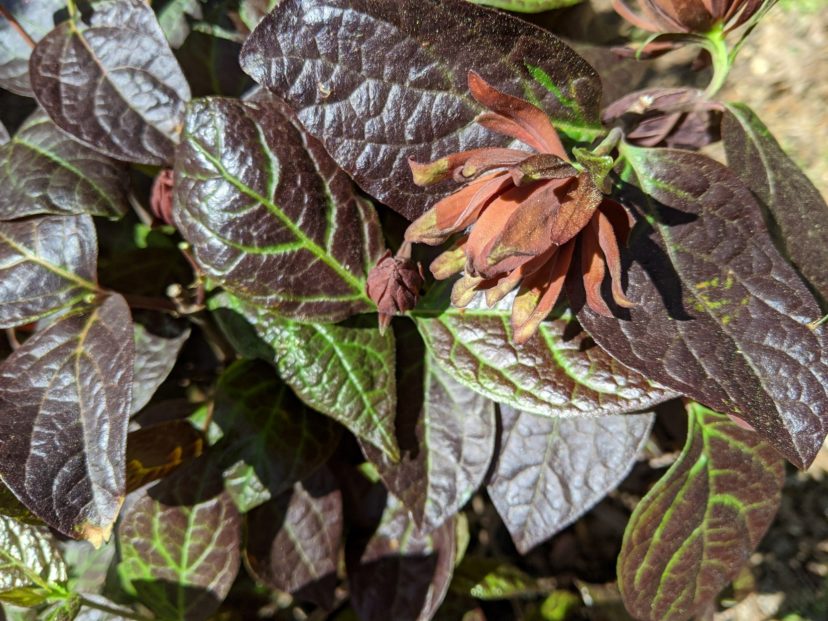 Maroon flowers bloom throughout May and June and have a spicy mango-pineapple fragrance.