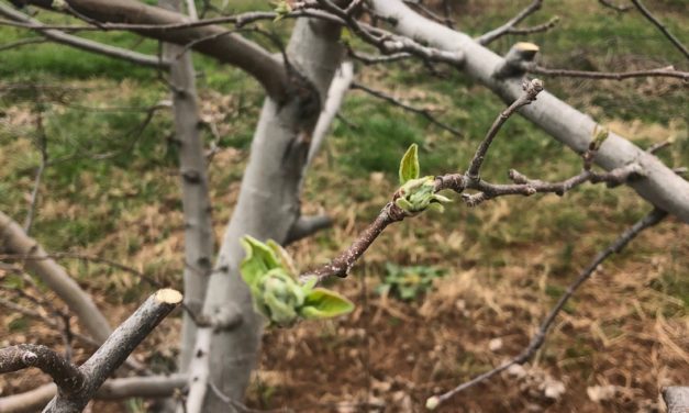 SC Fruit and Vegetable Field Report- March 14, 2022
