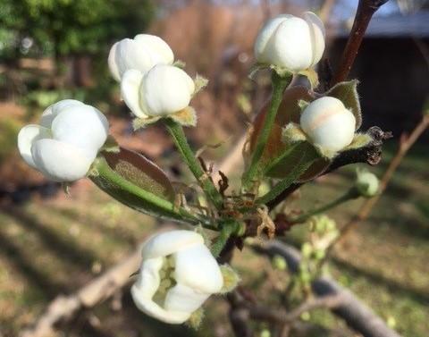 Orient pear is just coming into bloom.