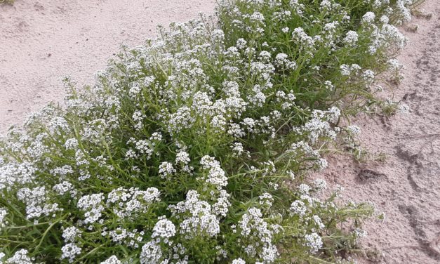 Attracting Beneficial Insects to Your Vegetable Garden
