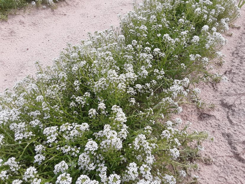 Plants with small flowers like this sweet alyssum attract parasitic flies and wasps, which feed on the nectar and parasitize (or lay eggs in/on) pests in the nearby crop.