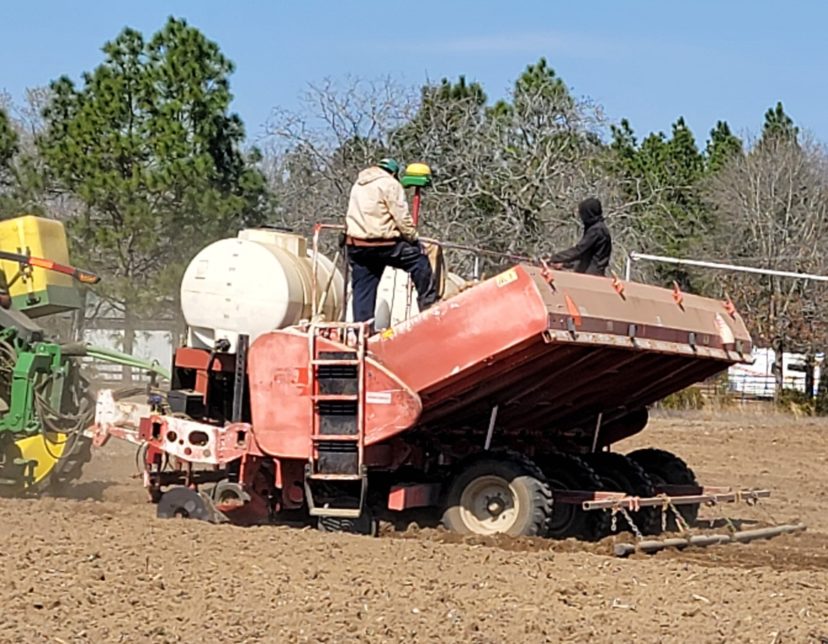 Potato planters are running in Orangeburg and Calhoun Counties.