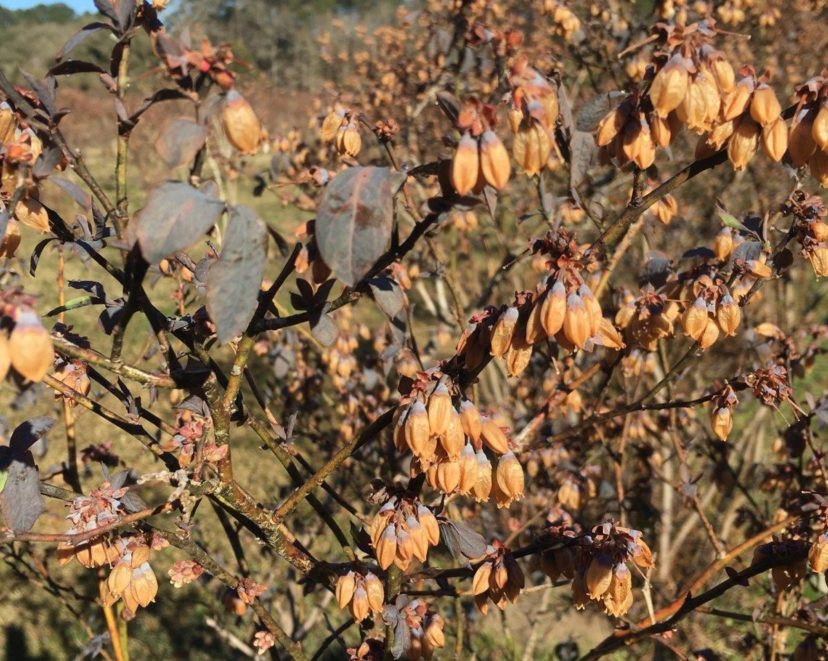 Rabbiteye blueberries were in peak bloom and are not looking good for this season’s crop.