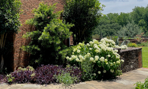 A Shrub Do-over Involves a Makeover