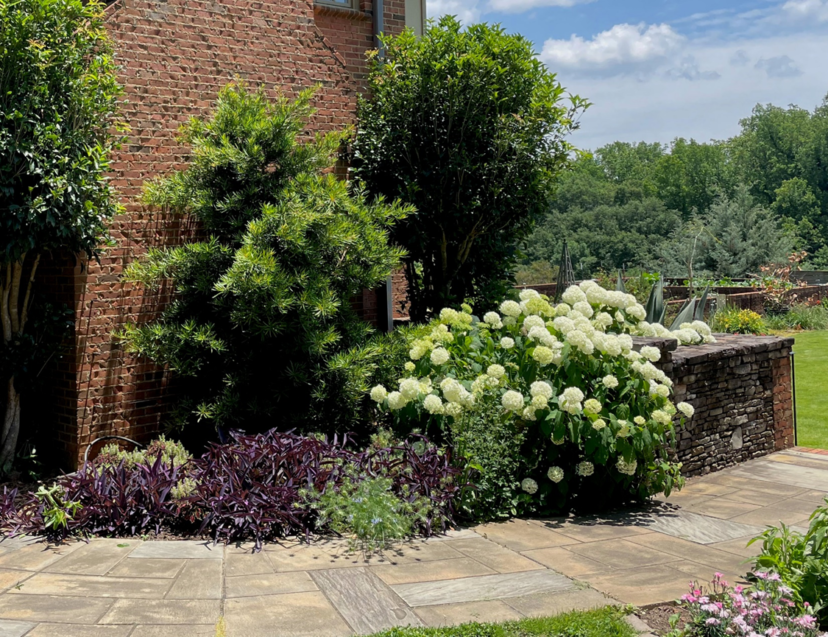 Renewal pruning encourages the growth of young, vigorous flowering shoots on this well-placed Annabelle hydrangea (Hydrangea arborescens‘ Annabelle’).