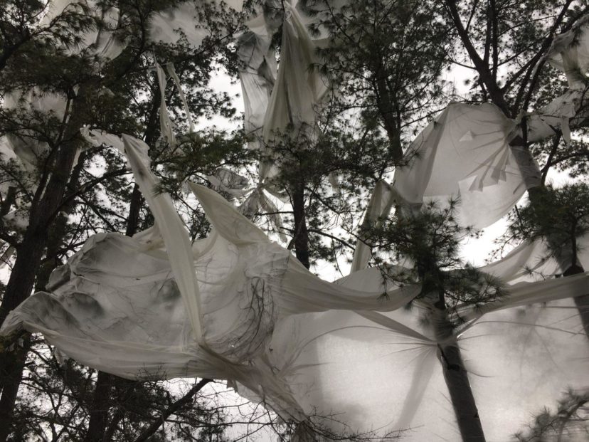 Row covers in the tree-tops after 50 mph wind gusts.