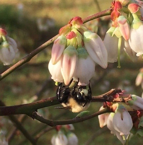 Southeastern Blueberry Bee (Habropoda laboriosa), working blueberry flowers.