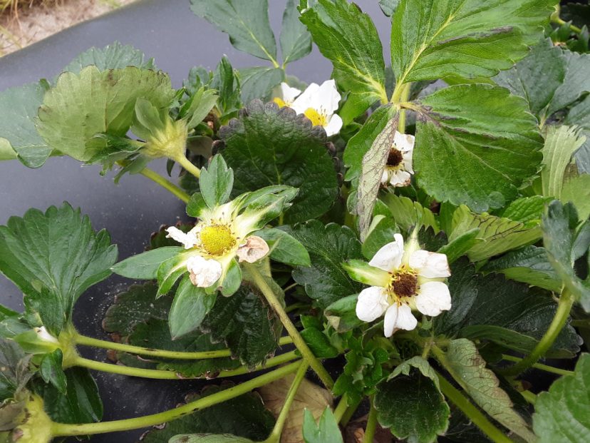 The blooms with the darkened centers were in contact with the row covers and have been damaged by the cold. They will not produce a berry.