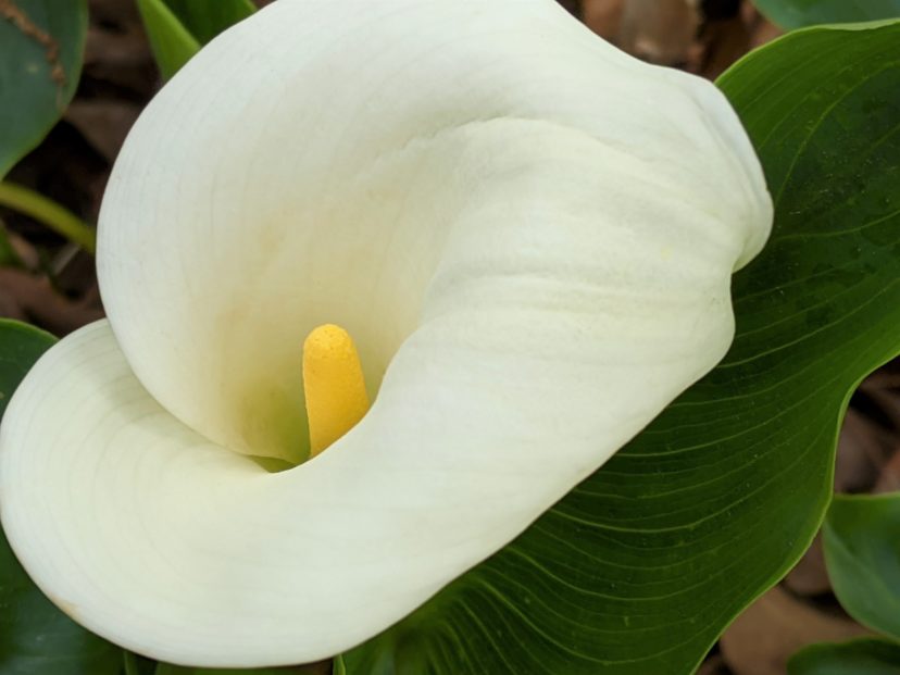 The calla lily flower is made up of a yellow spadix (flowering spike) in the center surrounded by a bright spathe (leaf-like curved bract) that surrounds the spadix.