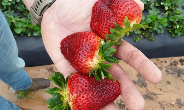 SC Fruit and Vegetable Field Report March 28, 2022