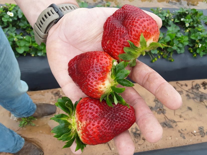 The first berries of the season are ripening up now in the Midlands.