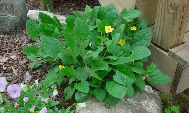 A Native Groundcover for Areas with Part Shade