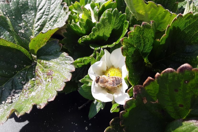 This honey bee is foraging the early blooms in a strawberry field in Lexington.