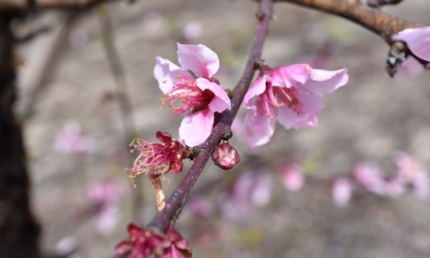 SC Fruit and Vegetable Field Report – March 21, 2022