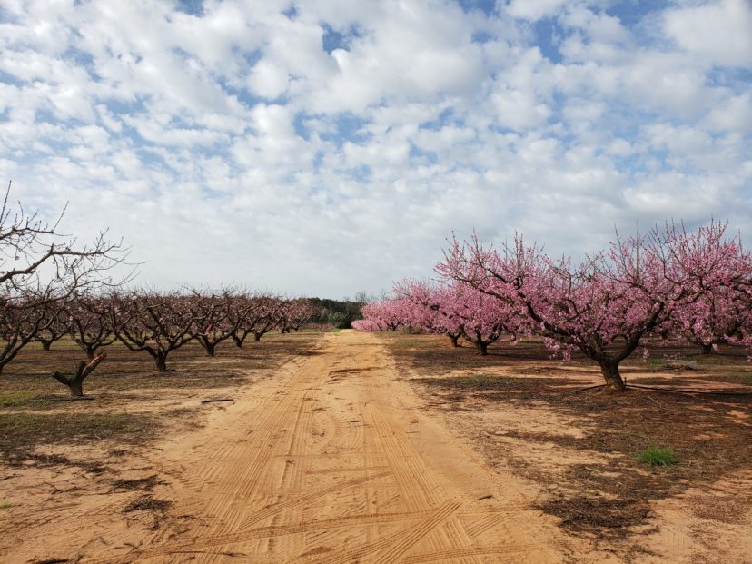 This road separates two different peach variety blocks. One in full bloom, one just starting to bloom.