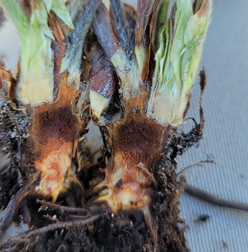 We are seeing some Phytophthora emerge in strawberries.
