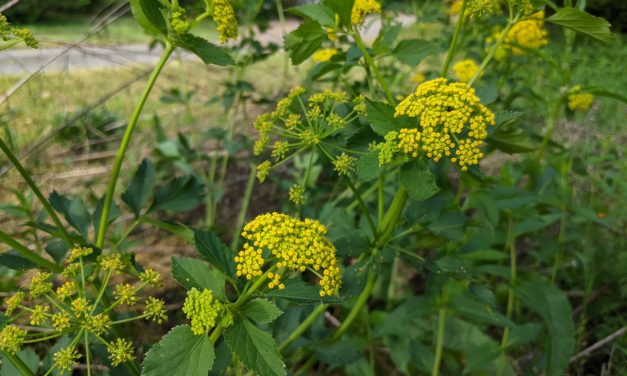 Small But Mighty Golden Alexanders