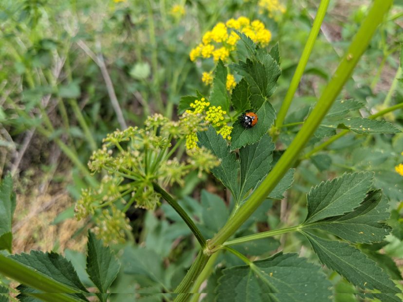 Golden Alexanders attract more than just bees, wasps, and butterflies. This lady beetle is searching for aphids.