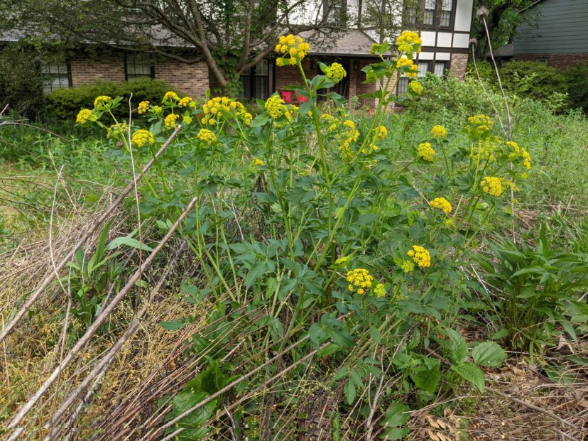 Golden Alexanders (Zizia aurea) are one of the first plants to bloom in my native wildflower planting.