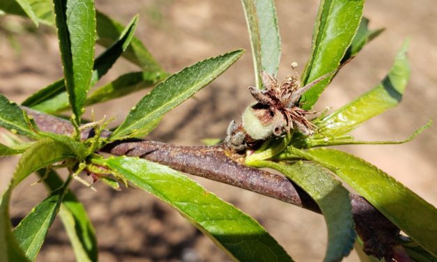 SC Fruit and Vegetable Field Report – April 13, 2022