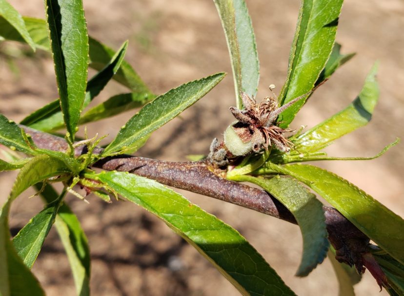 It appears most mid- and late-season peaches escaped the recent cold.