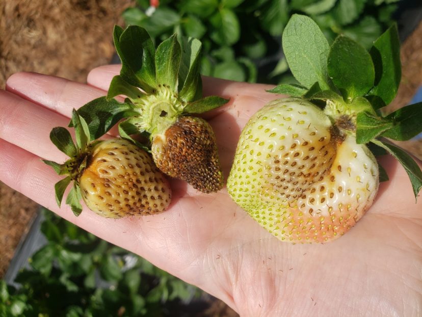 A confirmed lab diagnosis of leather rot in various growth stages of strawberry.