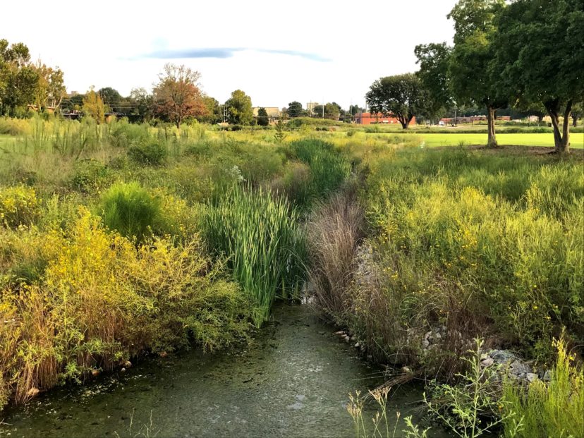 A restored stream and riparian buffer provide a scenic view for visitors to Columbia, SC.