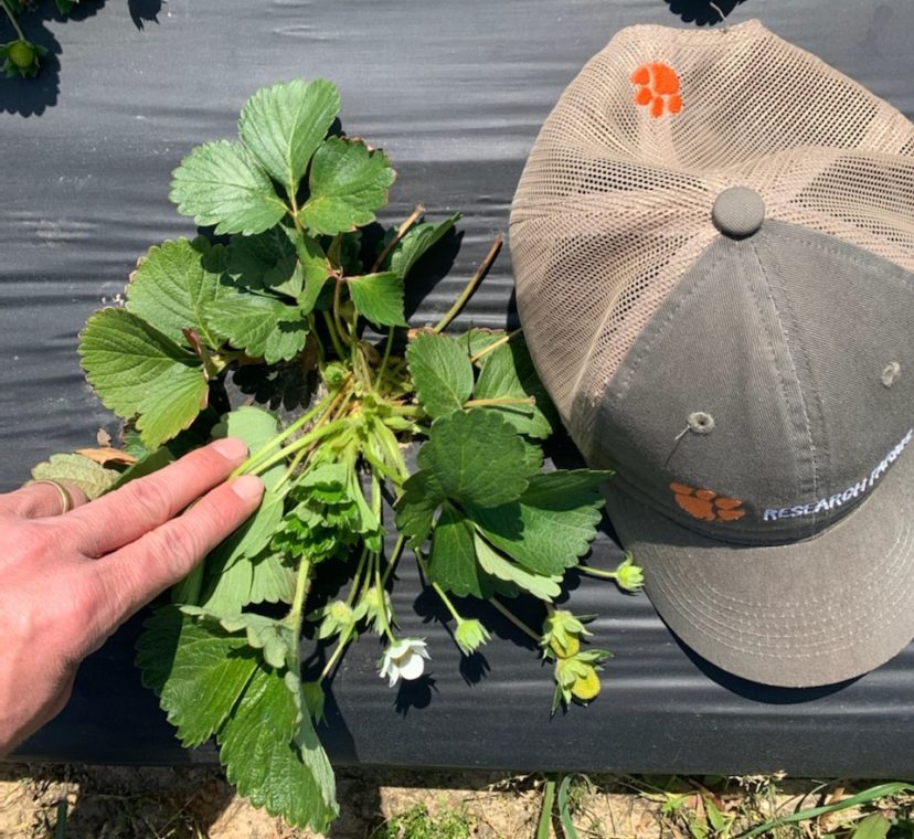 A strawberry plant with three small crowns.