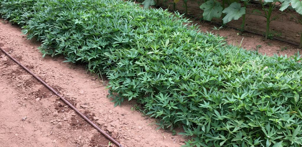 Drip irrigation