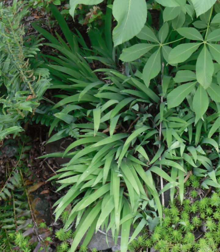 Iris cristata has sword-shaped leaves that arch towards the outside of the spreading clump.