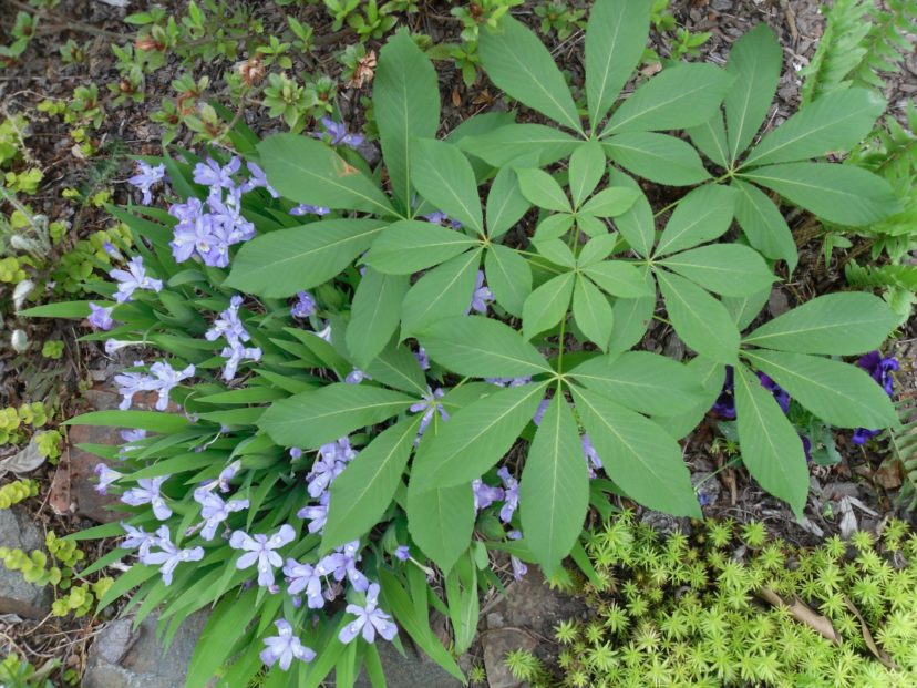 Iris cristata is a small native species that thrive in lightly shaded gardens.