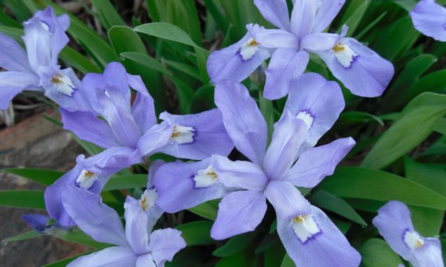 Two Little-known Native Irises