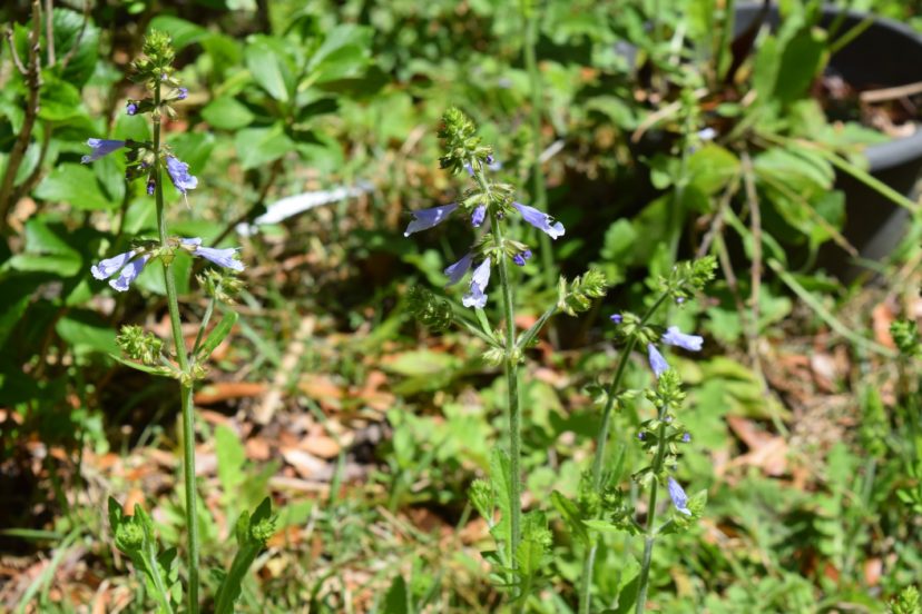 Lyre leaf sage: Lyre-leaved sage (Salvia lyrate) blooming in my landscape.