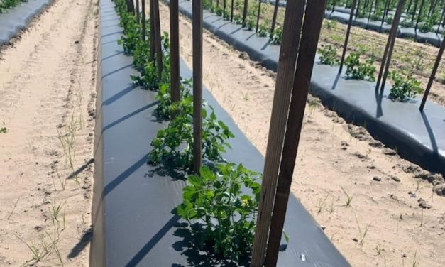 SC Fruit and Vegetable Field Report – April 18, 2022
