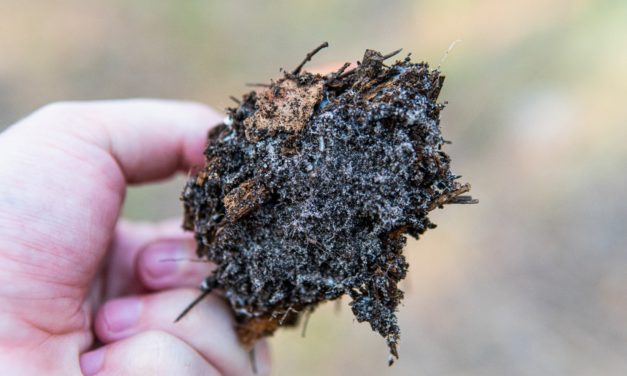 Why Does Soil Health Matter? Starting with Soil Organisms