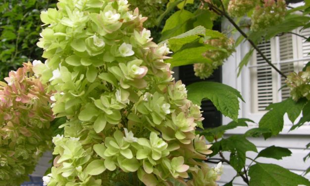 April Fruits and Flowers