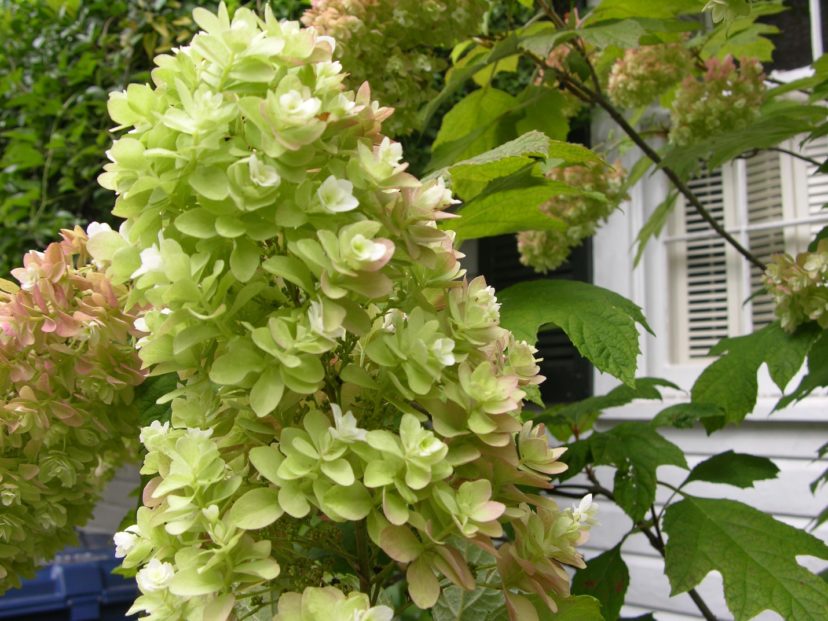 Oakleaf Hydrangea: Oakleaf hydrangea (Hydrangea quercifolia) flower.