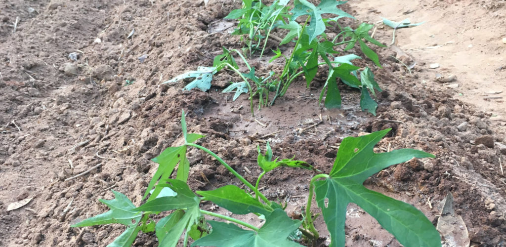 Planted sweet potatoes