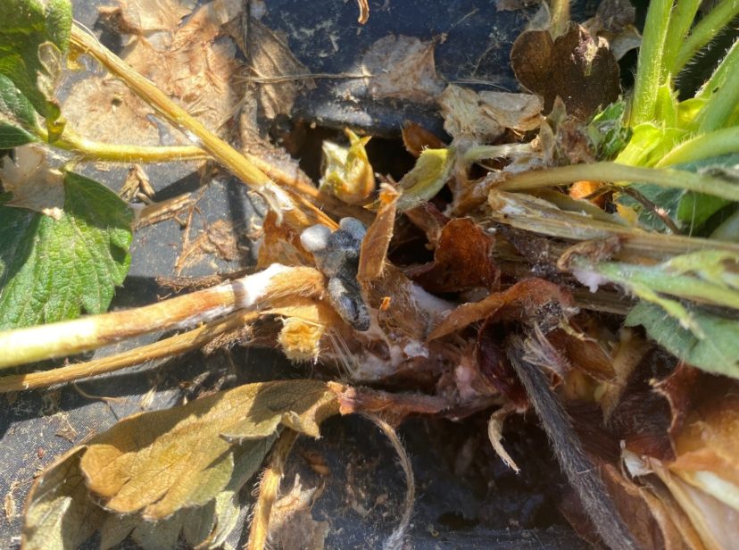 Sclerotinia sclerotia were found last week in strawberries following the cool, wet weather.